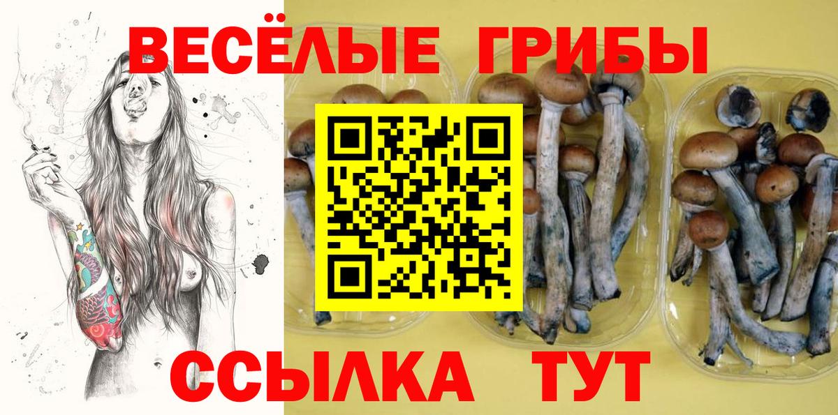 купить  цена  Псилоцибиновые грибы мицелий  Вход с VPN  Выкса  Галлюциногенные грибы GOLDEN TEACHER 